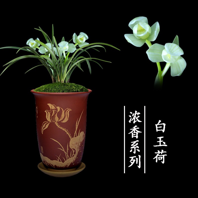 兰花盆栽植物室内春兰浓香无花苞好养客厅白玉荷名贵极品兰花苗