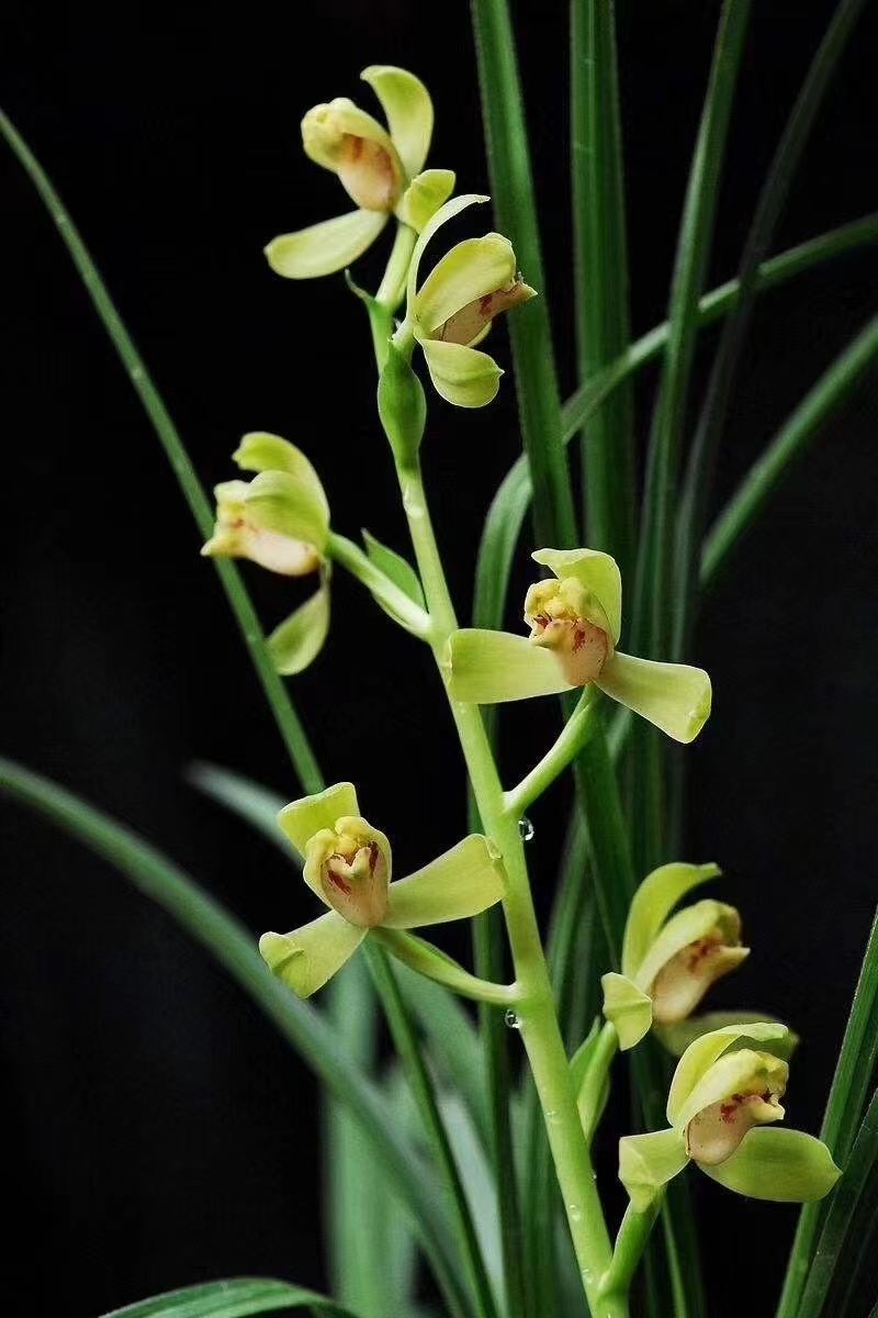 兰花自然老种惠兰经典梅瓣～皇梅～花期带花苞室内绿植花卉