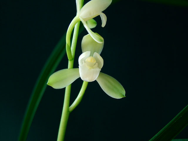 精品兰花建兰名品 大唐宫粉 夏秋开花 浓香 花瓣圆润 素花