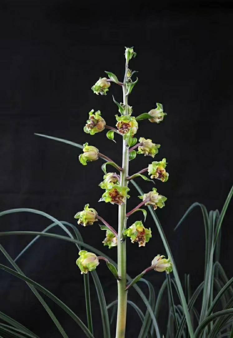 自然老种兰花苗 蕙兰名品【大白菜】浓香阳台绿植花卉盆栽