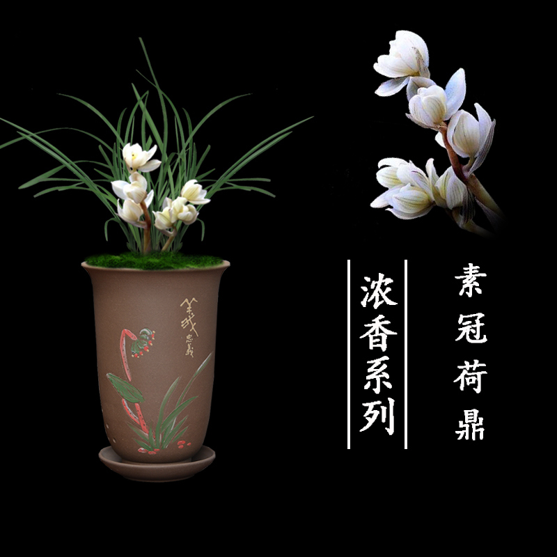 盆栽植物名贵好养客厅兰花