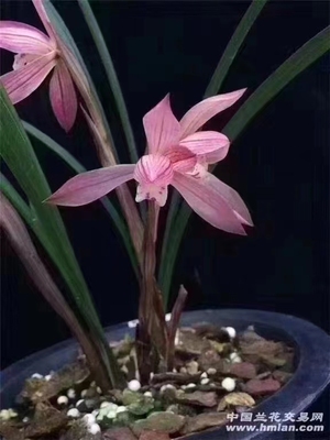 精品兰花春兰～胭脂仙子～花容幽美浓香泗溢室内绿植小盆栽