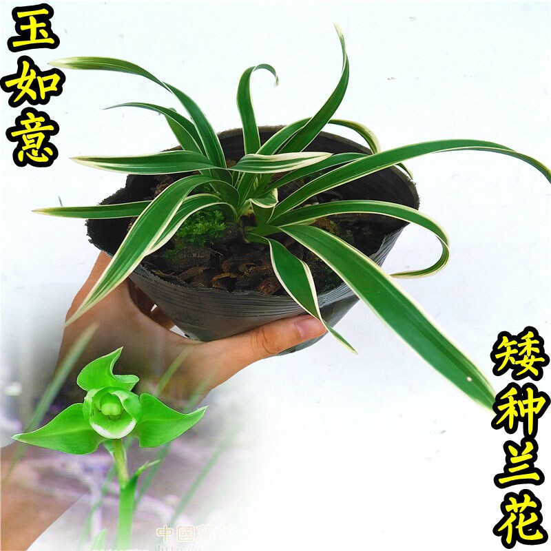 清仓价正品  建兰兰花苗 金边矮种兰花 春花苞盆栽兰花草