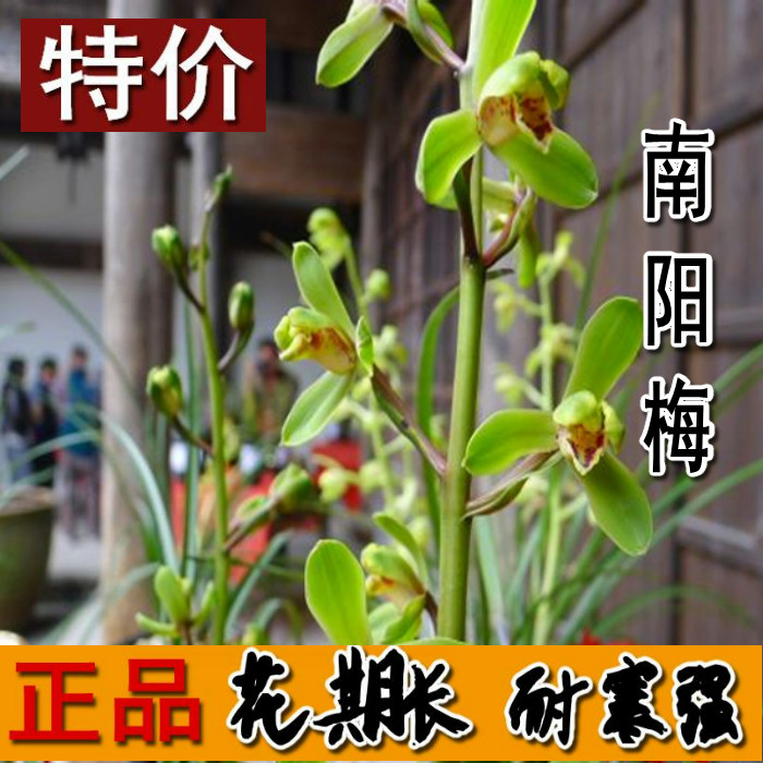 兰花南阳窗台书房绿植盆栽清仓价