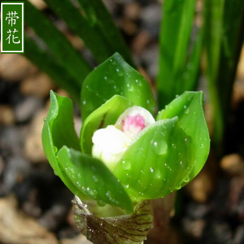 杂交矮种盆栽植物兰花清仓价