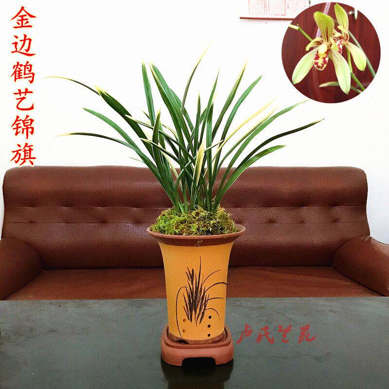 种子锦旗金边秋季盆栽兰花苗