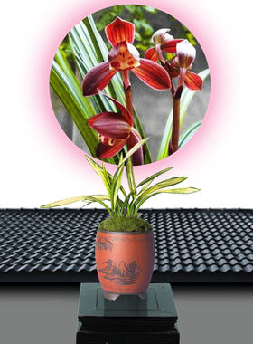 绿植兰花黄金万两观叶植物特价