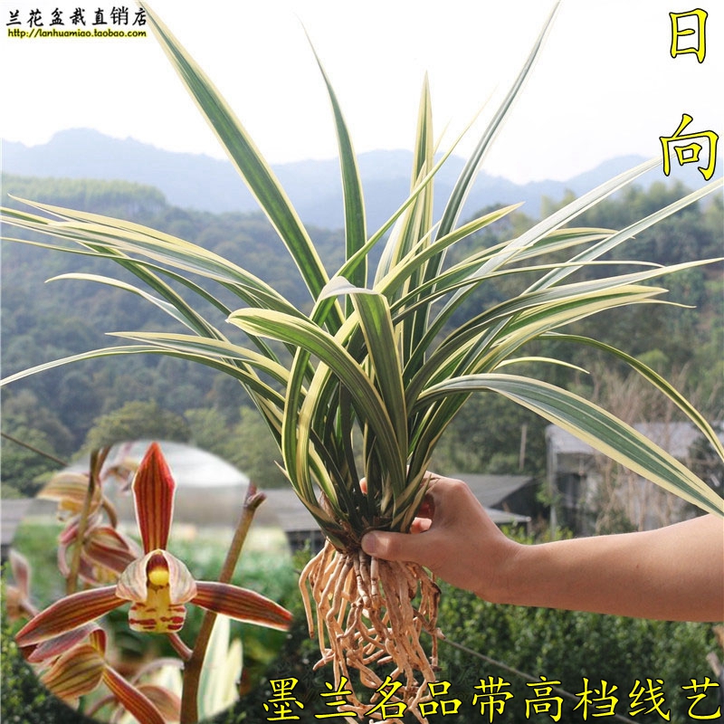 清仓价墨兰报岁兰 线艺兰花苗日向大金边 好养易成活