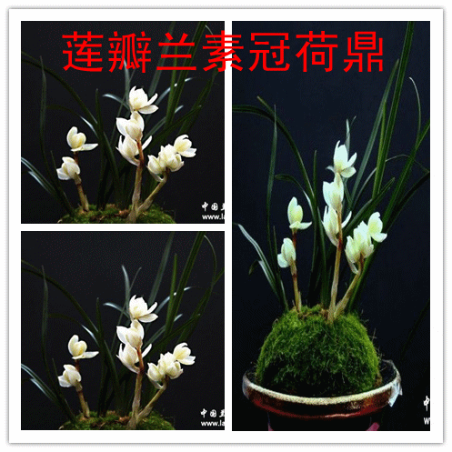 清仓价免邮 大促销兰花 莲瓣兰 素冠荷鼎 假一赔十