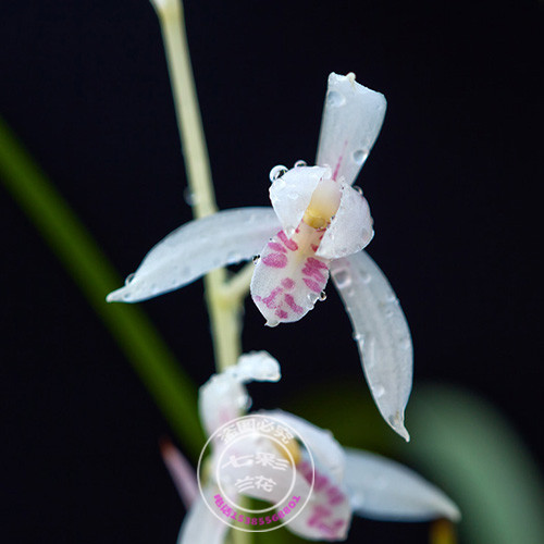 特香 新品莲瓣兰玉雪红香 兰花苗室内盆栽植物花卉包邮浓香