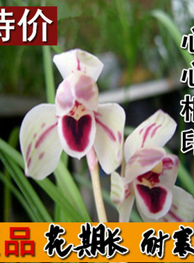 浓香型盆栽窗台美观兰花心心相印