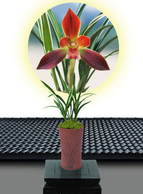 铭品兰花 红花浓香精品线艺金边 春兰西施 花卉草盆栽包邮