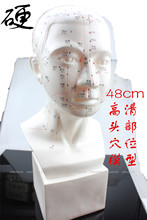 48cm大号硬高清晰1比1人体穴位针灸模型头部针灸模型头模头针模型
