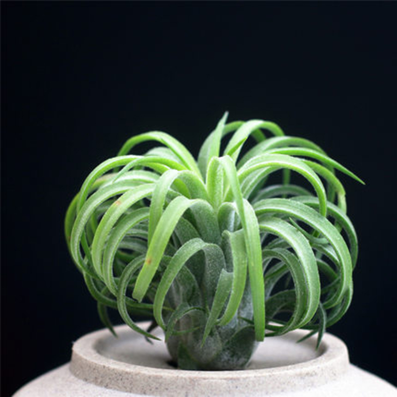 空气凤梨丘比特卷叶精灵T.ionantha curly leaf空凤无土植物花卉-封面