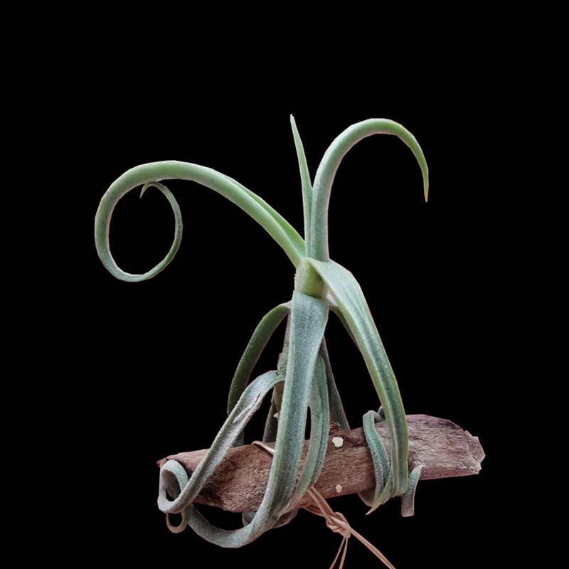 树猴空气凤梨香花迷你无土植物欧洲厚叶猴毛猴悬挂攀爬绿植室内花