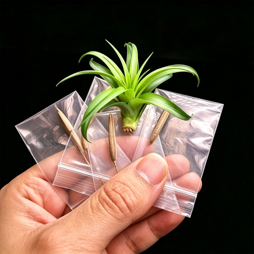 空气凤梨种子无土植物种荚高发芽