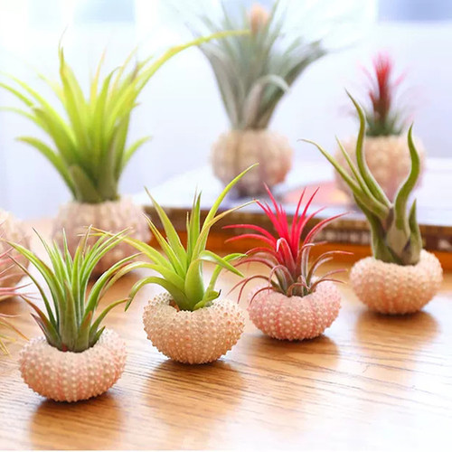 空气凤梨桌摆植物海胆工位小盆景