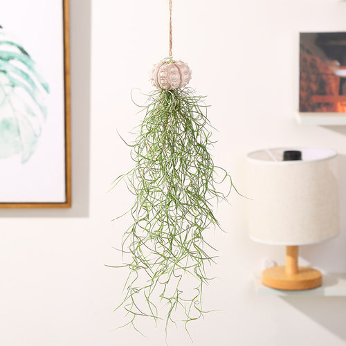 悬挂无土植物老人须空气凤梨松萝