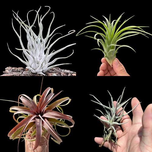 多款稀有空凤无土植物轻奢绿植花