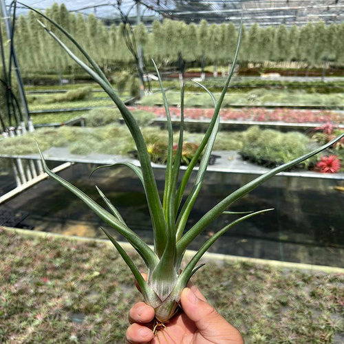 多款稀有空气凤梨无土植物奇异花