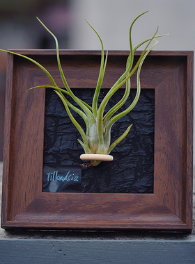 空气凤梨相框装饰画无土植物立体软装现代桌面摆件上墙画框花卉