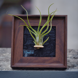 空气凤梨相框装 现代桌面摆件上墙画框花卉 饰画无土植物立体软装
