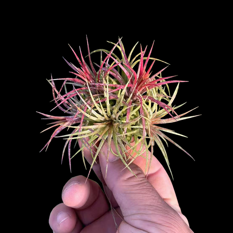 群生多头无土植物吸甲醛喷水就活