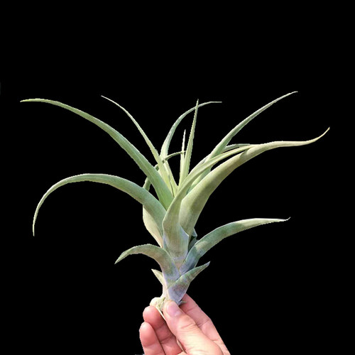 木柄旋风空气凤梨植物无土花卉