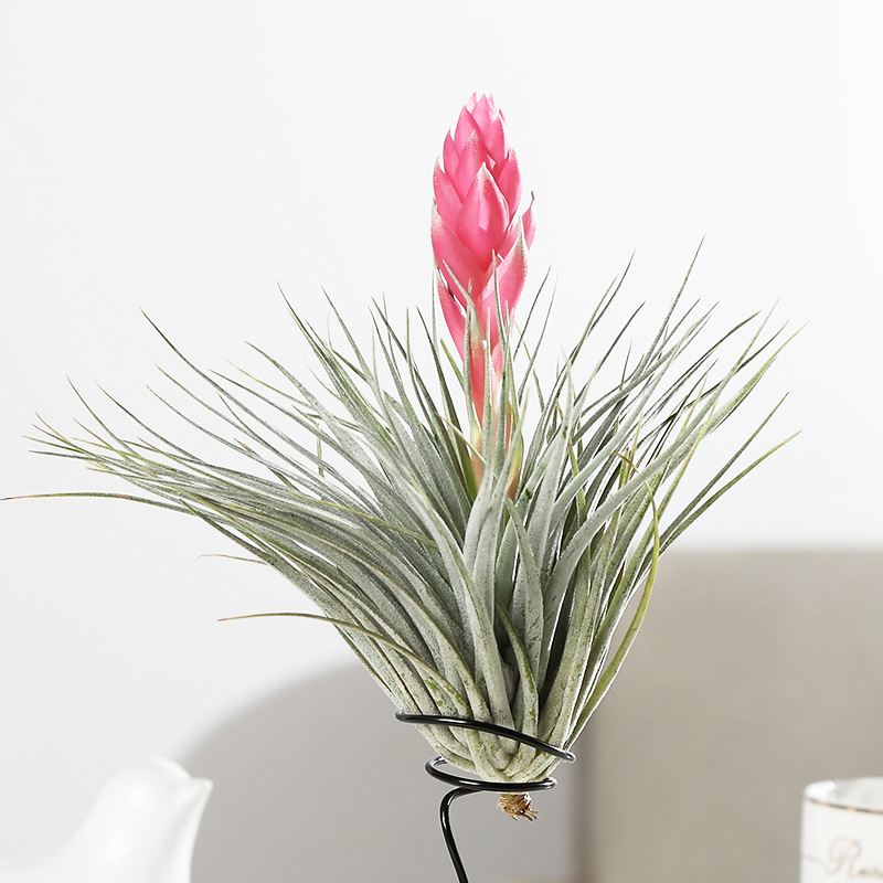 空气凤梨棉花糖植物懒人花卉无土绿植盆栽摆件阳台桌面花卉空凤君