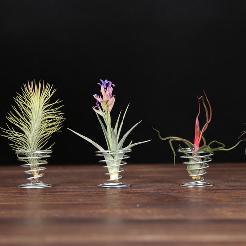 多款无土植物桌面小盆景喷水就活