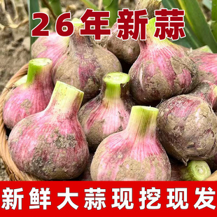 新鲜大蒜头2026年紫白皮湿蒜鲜紫皮大蒜腌制糖蒜泡蒜嫩鲜独蒜头