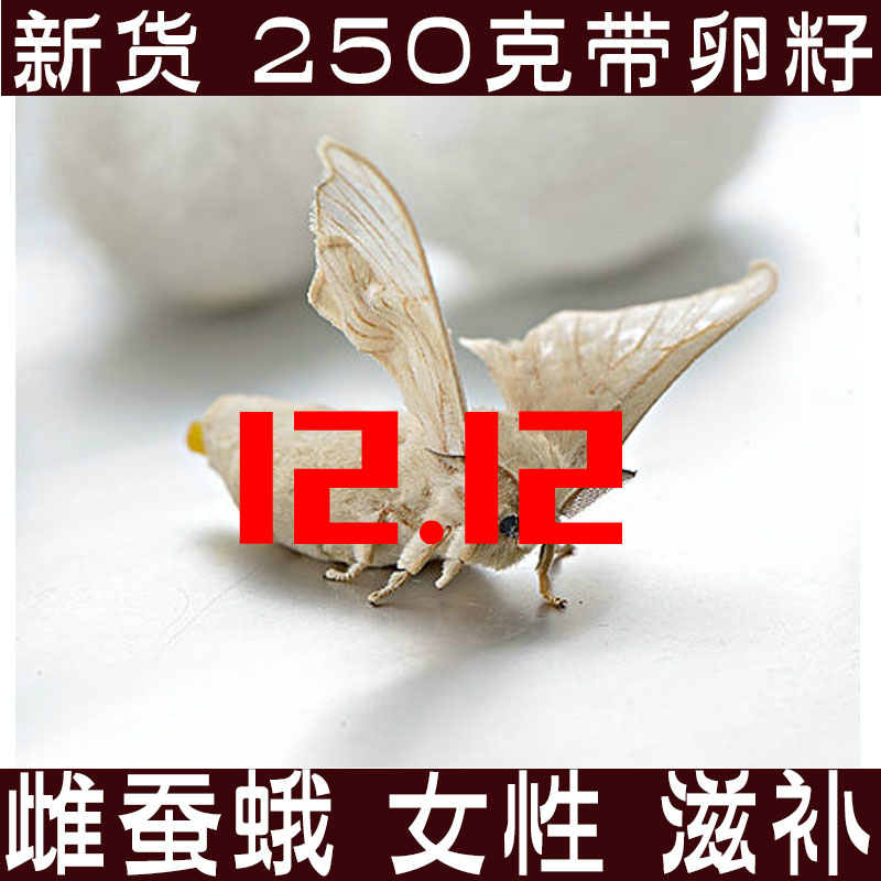 中药材母蚕蛾雌蛾子扑棱蛾子白蚕蛾45元250克适用女性滋补