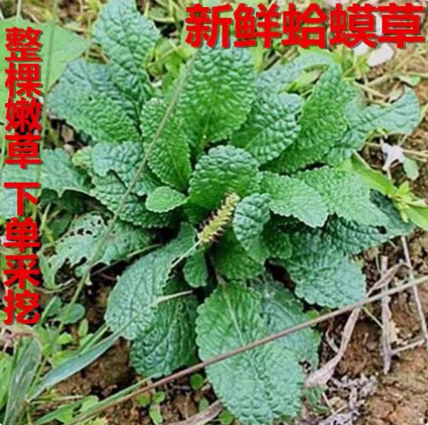 新鲜蛤蟆草 农家现采荔枝草雪见草 整株带根 野菜产地直发