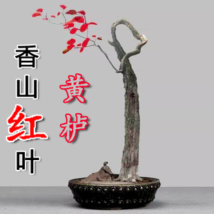 精品黄栌红叶盆景老桩根艺小精品古怪桩熟桩热卖树桩冬季耐寒实物