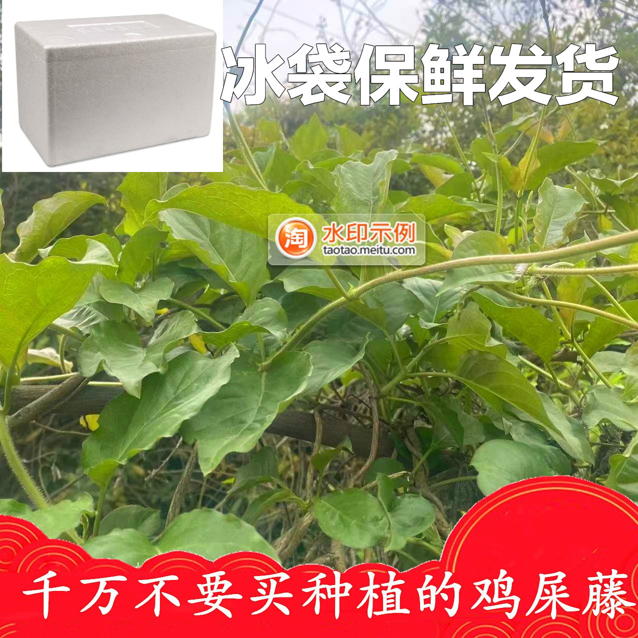 正宗野生新鲜鸡屎藤无添加煲汤