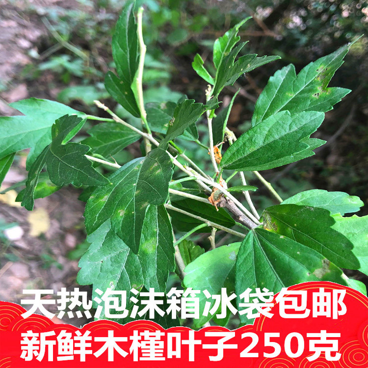 发货新鲜木槿叶外用熬水发货