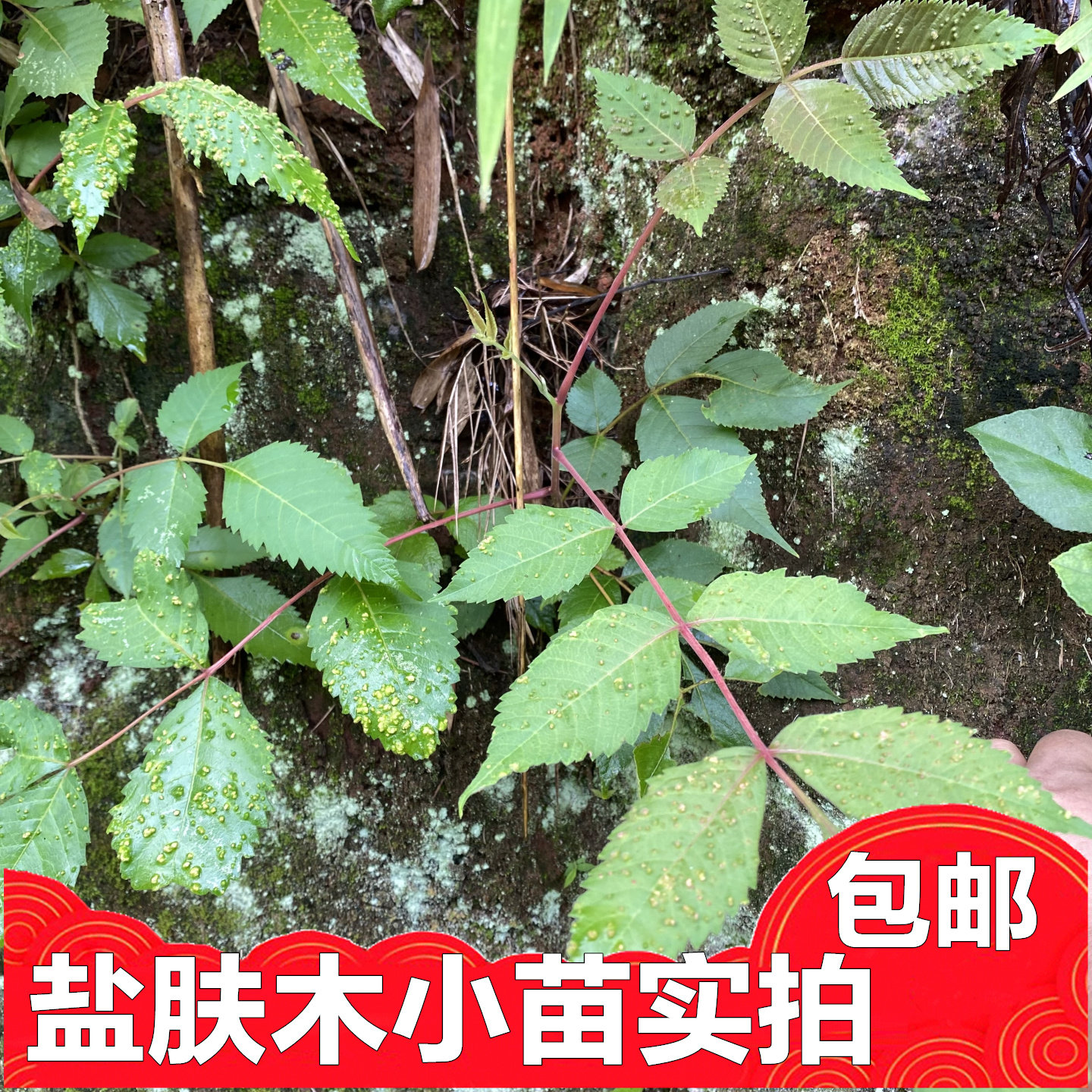 新鲜盐肤木小苗盐父木树根叶子绿色植物盆栽鲜盆栽泥土乡下发货包