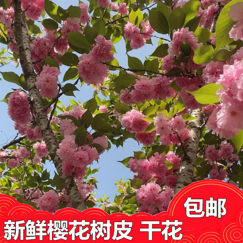 樱花花瓣花朵树皮自然新鲜晒干
