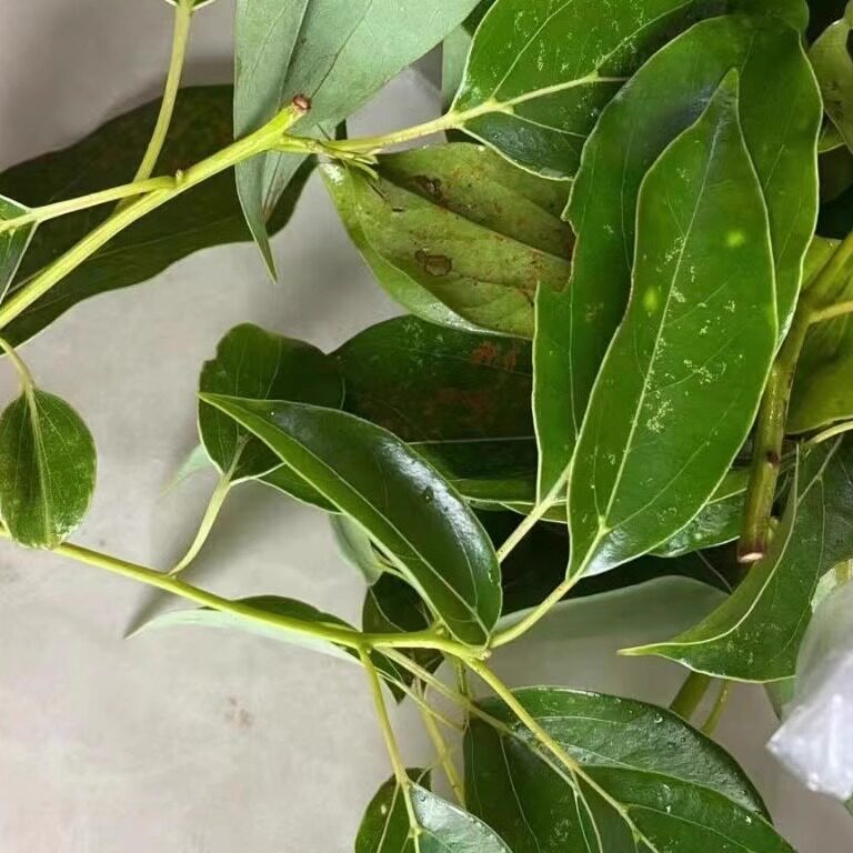 新鲜香樟树叶子500g包邮