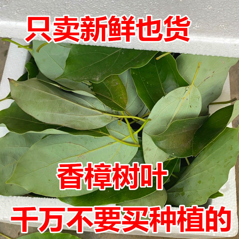 四川新鲜香樟树叶片500g精油用