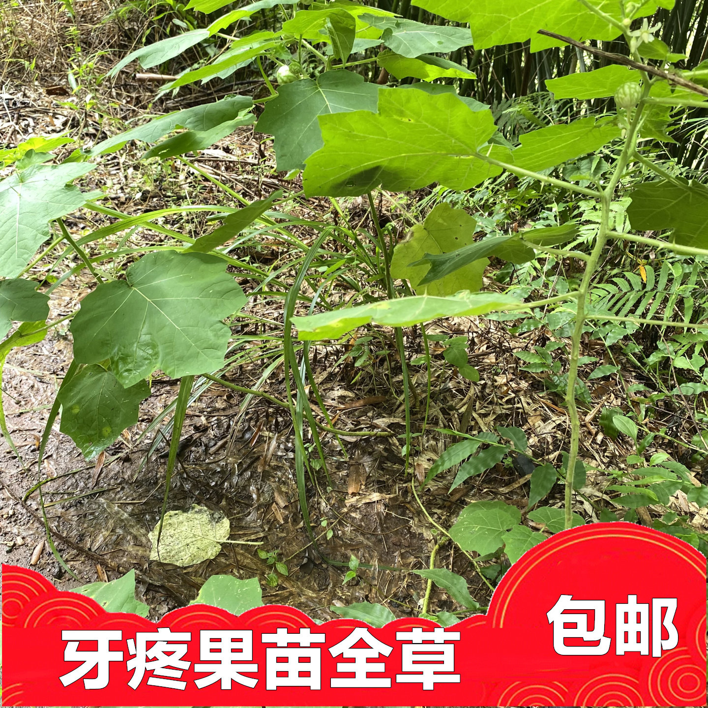 牙疼果牙痛果苗绿色植物