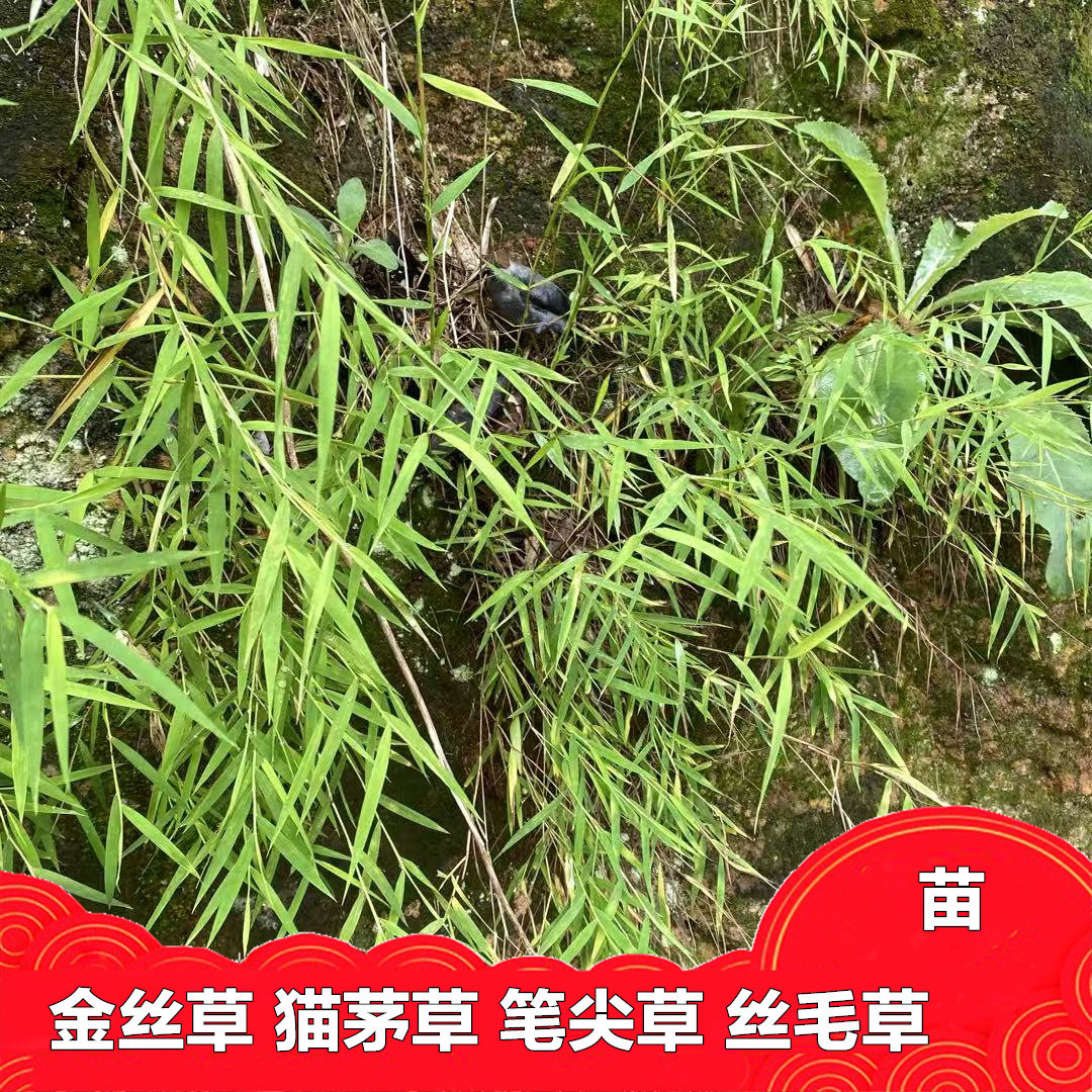 新鲜金丝草苗全草带根别名猫毛草笔尖草丝毛草乡下采摘材料发包邮