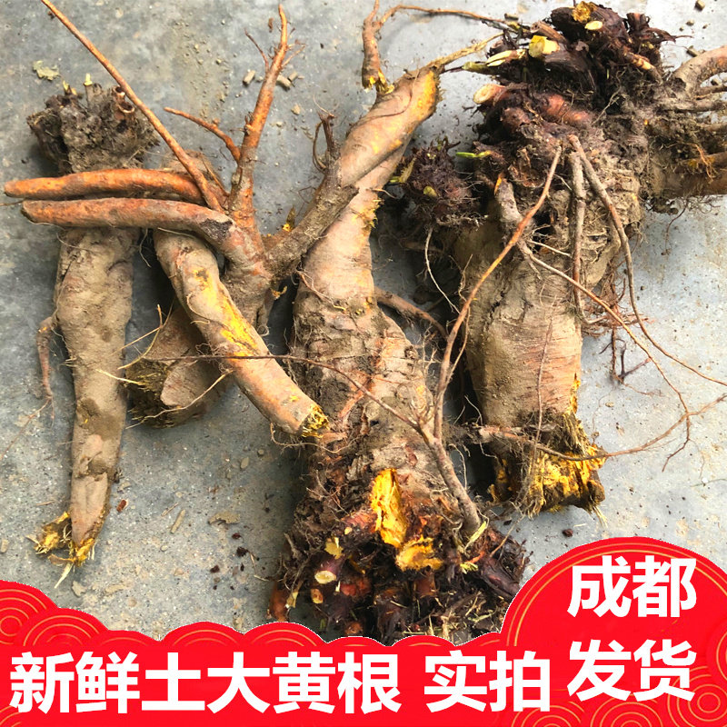 新鲜土大黄根块500克包邮土大黄中药材 酸磨野菠菜苗切片土三七全