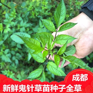 新鲜鬼针草叶苗种子树根500克一斤包邮成都乡下当天采摘 中草药材