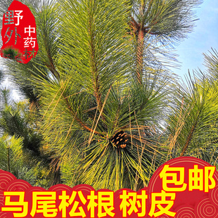 四川新鲜马尾松树皮树根新鲜发货农村采摘包邮中药材养生态天泡酒