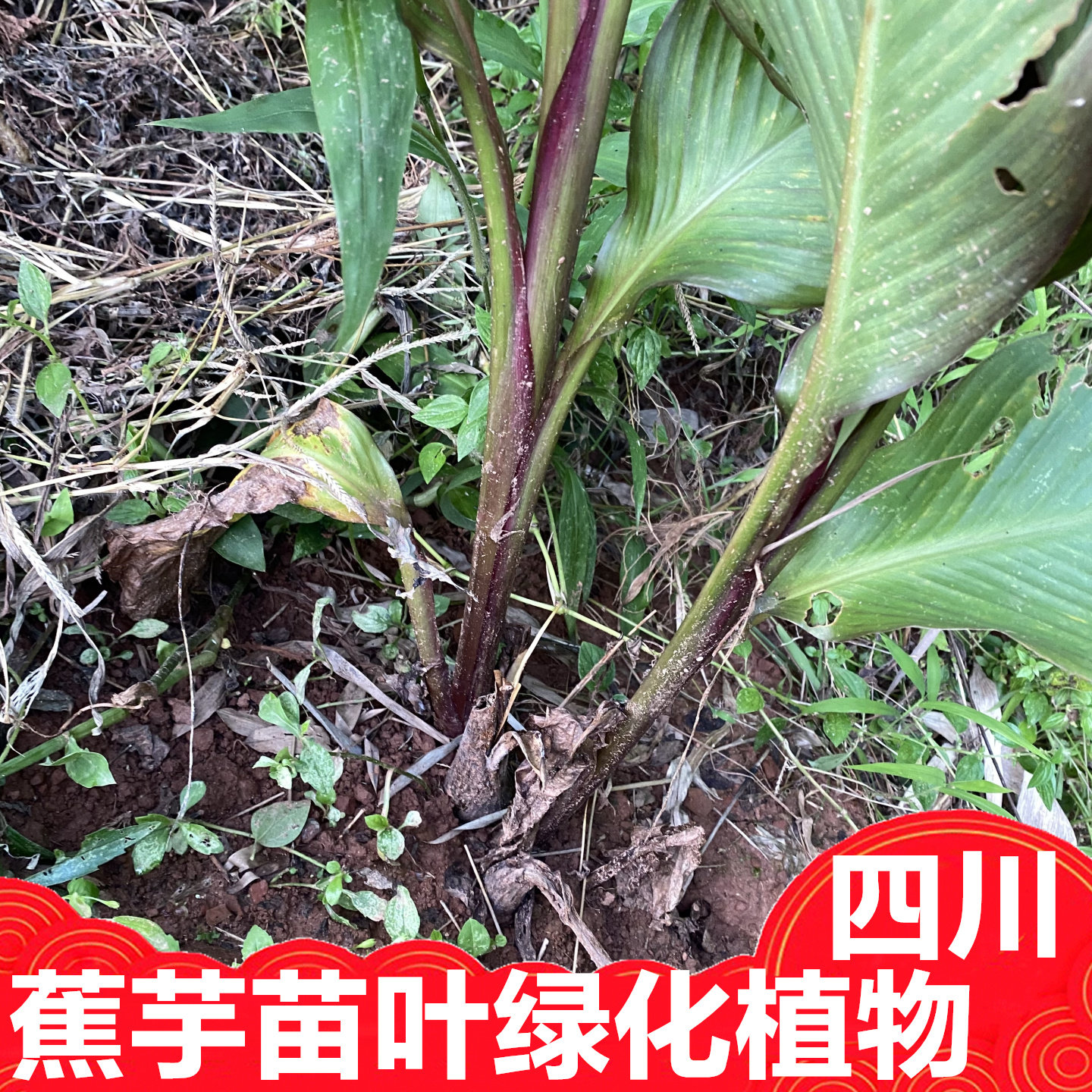 蕉芋苗种子绿化紫叶美人蕉四川花池花卉庭院树叶发货盆栽种植泡茶