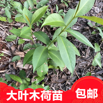 新鲜大叶木荷大头茶苗全草根苗实拍特写杆子树叶发货盆栽种植泡茶