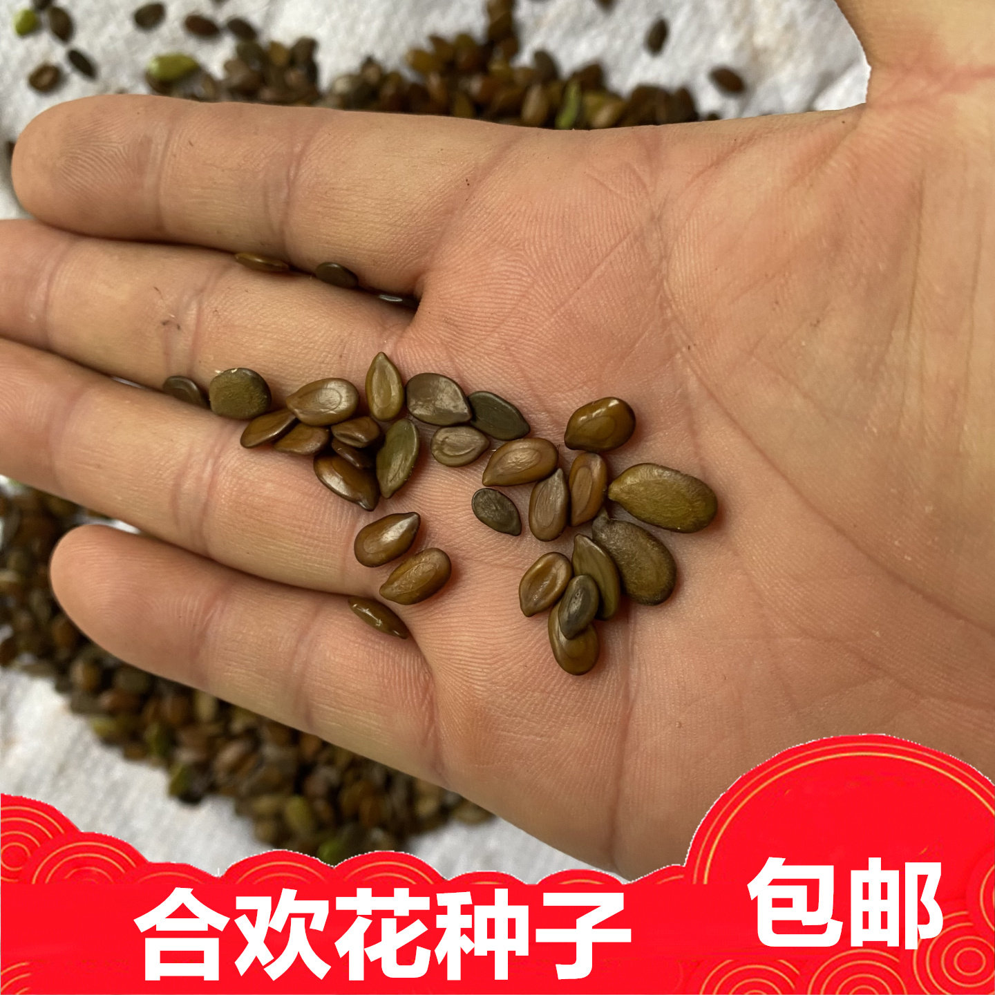 银色合欢树合欢花种子籽包邮