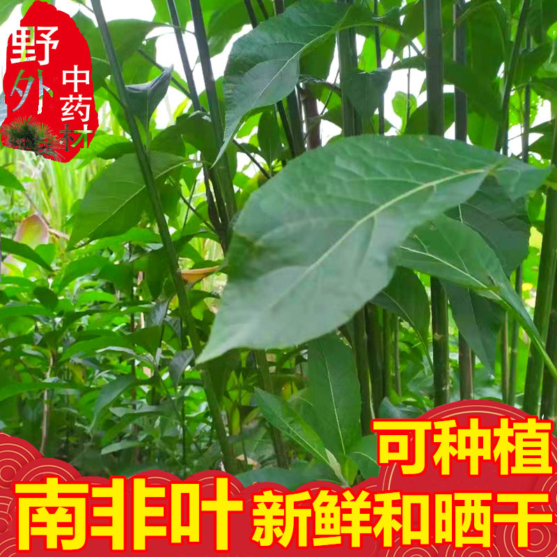 山货乡下南非叶食用农产品
