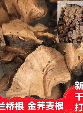 新鲜金荞麦野兰桥种子根苗包邮